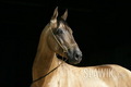 Akhal-Teke - horses photo