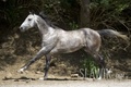 Akhal-Teke - horses photo