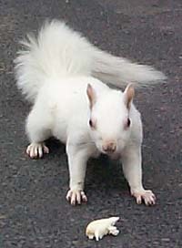  Albino esquilo