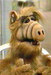 Alf - whatever-happened-to icon