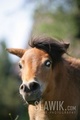 American Miniature Horse - horses photo