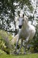 Andalusian - horses photo