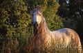Andalusian - horses photo
