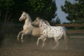 Appaloosa - horses photo