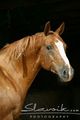 Appaloosa - horses photo