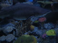 Aquarium in Tivoli, Denmark - fish photo