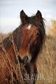 Ardenner - horses photo