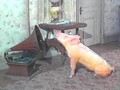Arnold - pigs photo