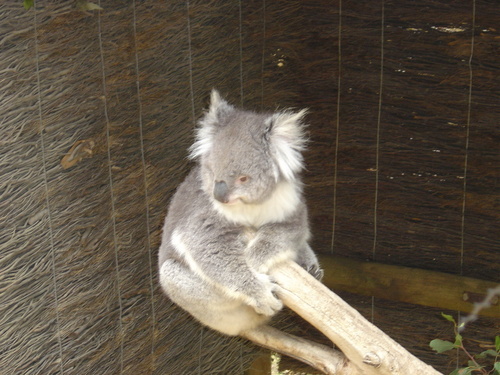 Ballarat Wildlife Park