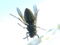 Bee - photography photo