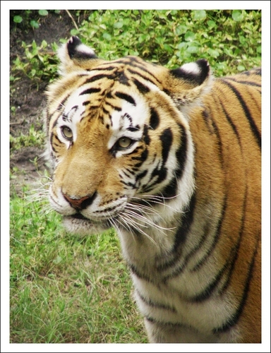 bengalischer tiger, bengal tiger