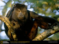 primates - Black Howler Monkey wallpaper