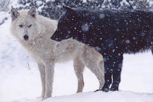 wolf black white