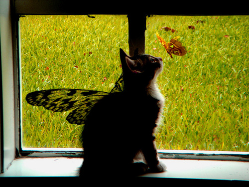 Butterfly Kitty