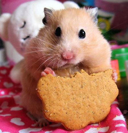 Cute Images on Cute   Hamsters Photo  1140511    Fanpop Fanclubs