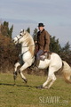 Camargue Ponies - horses photo