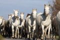 Camargue Ponies - horses photo