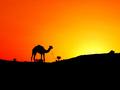 egypt - Camel In The Sunset wallpaper