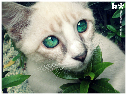  Cat [Green Eyes]