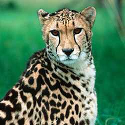  Cheetah