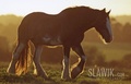 Clydesdale - horses photo