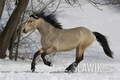 Connemara pony - horses photo