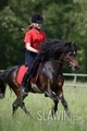 Dartmoor Pony - horses photo