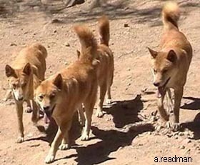  Delightful Dingoes
