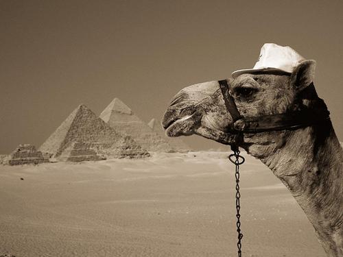  Egyptian kameel, camel