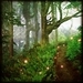 Enchanted Forest - fairy-tales-and-fables icon