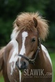 Falabella - horses photo