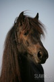 Fell Pony - horses photo