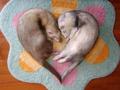 Ferret Heart - ferrets photo