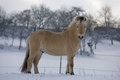 Fjord horse - horses photo