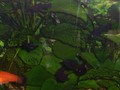 Freshwater Tank - fish photo