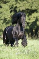 Friesian - horses photo