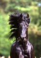 Friesian - horses photo