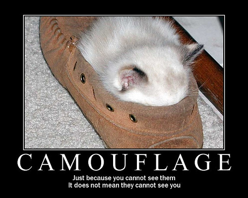  Funny Cat Pictures