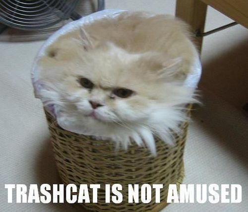  Funny Cat Pictures