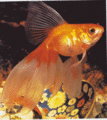 Goldfish - fish photo