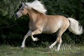 Haflinger - horses photo