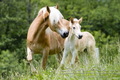 Haflinger - horses photo