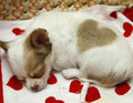 Heart-Kun, the Puppy - unbelievable photo
