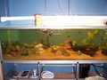 fish - In-wall Aquarium wallpaper