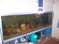 fish - In-wall Aquarium wallpaper