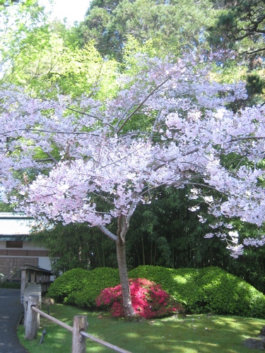  Japanese tè Garden
