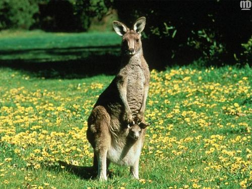  kangaroo, kangaruu & Joey