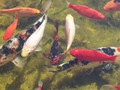 fish - Koi & Goldfish wallpaper