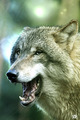 Laughing Wolf - wolves photo
