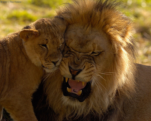  Lion fotografias